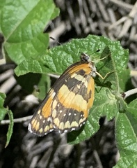 Chlosyne californica