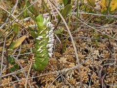 Microgastrinae