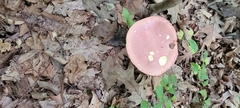 Boletus separans