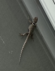 Sceloporus mucronatus