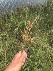 Fimbristylis castanea