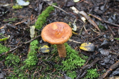 Russulales