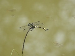 Ictinogomphus rapax