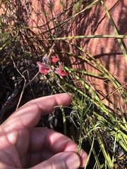 Indigofera heterophylla