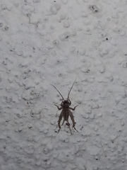Gryllodes sigillatus
