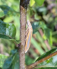 Crambus satrapellus