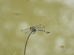 Ictinogomphus rapax