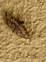 Hileithia magualis