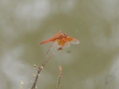 Brachythemis contaminata