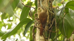 Xiphorhynchus fuscus