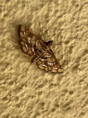 Hileithia magualis