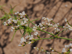 Eriogonum lonchophyllum