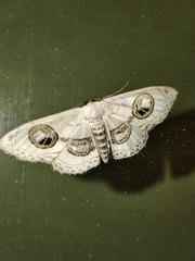 Problepsis ocellata