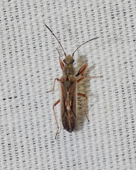 Paromius longulus