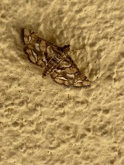 Hileithia magualis