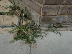 Echinochloa crus-galli