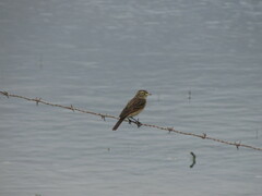 Hymenops perspicillatus