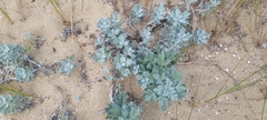 Artemisia stelleriana