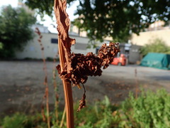 Rumex cristatus