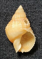 Nassarius fossatus