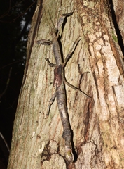 Pterinoxylus spinulosus