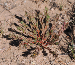 Portulaca halimoides