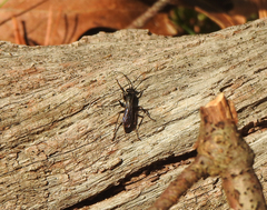 Pompiloidea