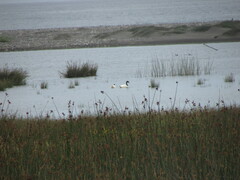 Cygnus melancoryphus