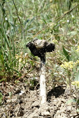 Montagnea arenaria