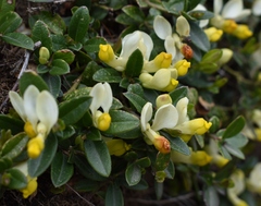 Polygaloides chamaebuxus