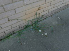 Echinochloa crus-galli
