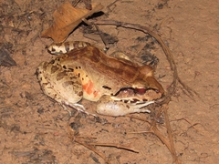 Leptodactylus knudseni