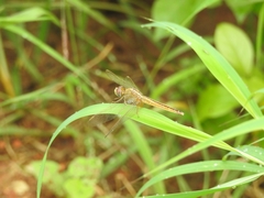 Crocothemis servilia