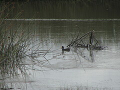 Fulica rufifrons