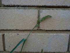 Echinochloa crus-galli
