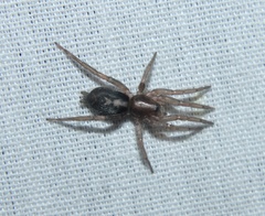 Herpyllus ecclesiasticus