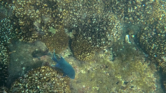 Microspathodon dorsalis