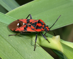 Spilostethus pandurus