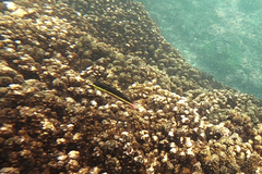 Thalassoma lucasanum