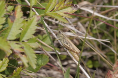 Chorthippus apricarius