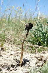 Montagnea arenaria