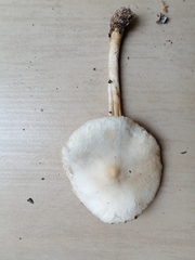 Lepiota erminea