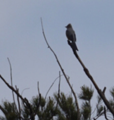 Ptiliogonys cinereus