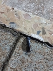 Scolopendridae