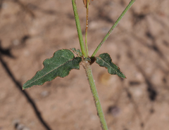 Boerhavia torreyana