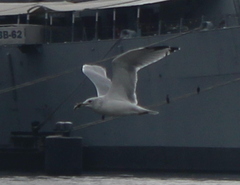 Larus delawarensis