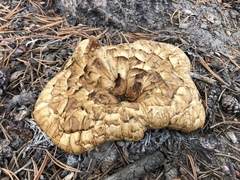 Neolentinus ponderosus