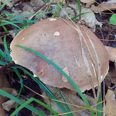 Boletus