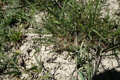 Astragalus dolichophyllus