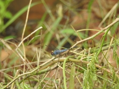 Potamarcha congener